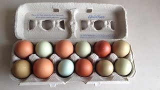 Want lots of colorful eggs?  Here's how you can with ONE flock!