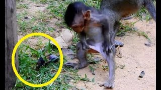 Big black Ants Bite baby Timo| Poor baby Timo hurt try release ants out