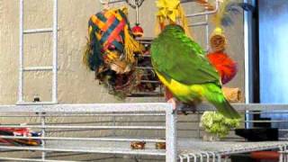 Pollo the Senegal Parrot talking and making some noise