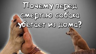 Факты о собаках. Почему перед смертью собака убегает из дома?