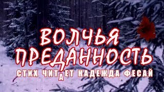 ?ВОЛЧЬЯ ПРЕДАННОСТЬ?-читает НАДЕЖДА ФЕСАЙ-автор Оксана Залилова