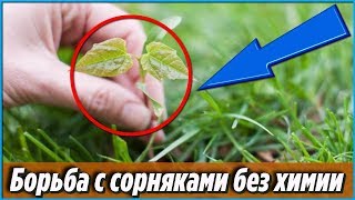 Борьба с СОРНЯКАМИ и НИКАКОЙ химии Дачные ХИТРОСТИ и полезные СОВЕТЫ для сада и огорода