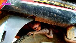 Break heart in this video, Bad DeeDee Tortured Baby monkey & Stuck in Motor Super cries seizure