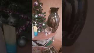 Дуся в квадрате .