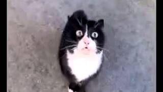 ▶ Забавно котик поет
