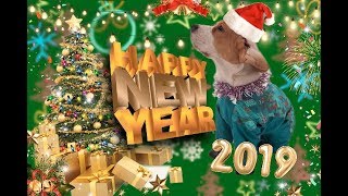 ПЕРВЫЙ НОВЫЙ ГОД БИГЛЯ БЕНТЛИ! 2019! подарки, игры, веселье!