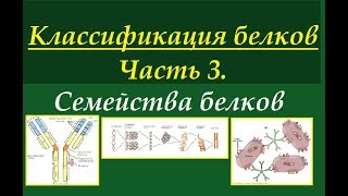 Биохимия. Классификация белков. Ч.3. Семейства белков.
