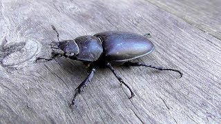 Жук-олень самка.  Жук из Красной книги. ( Lucanus cervus )