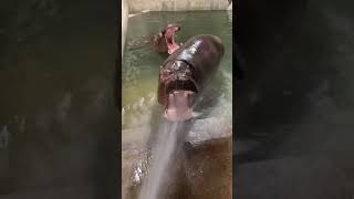 Fiona Hogging the Hose #shorts