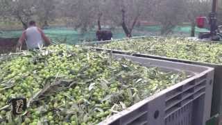 La raccolta delle olive 2013