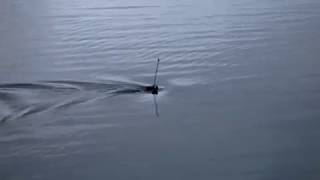 Robbe Sea wolf V2 - Remote controlled submarine