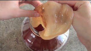 HOW TO BREW KOMBUCHA & MAKE SCOBY