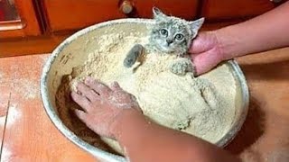 КОТЫ КОТОРЫЕ ПЕРЕШЛИ ВСЕ ГРАНИЦЫ СМЕШНЫЕ ЖИВОТНЫЕ | ПРИКОЛЫ С КОШКАМИ и СОБАКАМИ #48