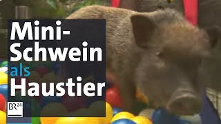 Schweinisches Haustier: Lotta, das Mini-Schwein | BR24