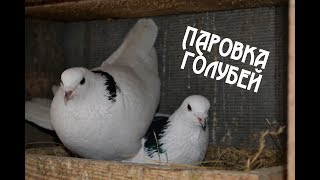ПАРОВКА ПЕРМСКИХ ГОЛУБЕЙ. НАЧАЛО ПЛЕМЕННОГО СЕЗОНА. ЗАНЯТИЕ ГНЕЗД У ГОЛУБЕЙ.