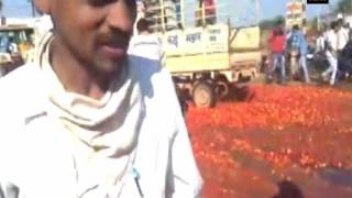 Watch: Infuriated by low price, farmers throw tonnes of tomatoes on road - ANI News