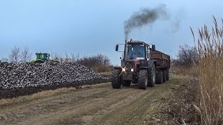 Sugar Beet Transport - 14x John Deere Tractors + MTZ 1025.2 + CLAAS + CASE (Cukorrépa szállítás)