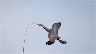 Охота на гуся / Эксперимент Чучела гуся на охоте или змей гуся.