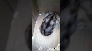 Спаривание хомячков! Ставьте лайки. Подписывайтесь на канал.