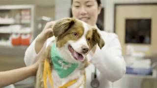 Tell Tails: Pet Insight Project