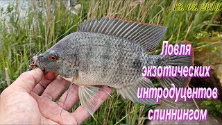 Этот водоём кишит ЭКЗОТИЧЕСКИМИ обитателями. Такую рыбу я ещё не ловил!
