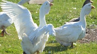 Гуси Золотухина Николая Ивановича. Экспедиция по гусеводческим хозяйствам №1