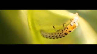 Reversed Canon 18-200mm Lens Macro Footage