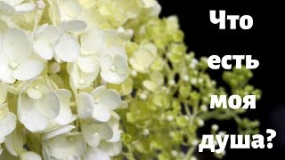 ЧТО  ЕСТЬ  МОЯ  ДУША?