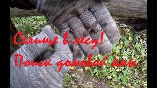 Выбиваем селище! Лесной коп на овраге! Коп 2019. Поиск удельного клада!