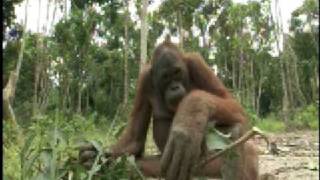 Orangutan Island - Filming Orangutans