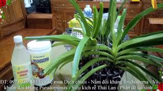 Trồng phong lan Đuôi Chồn theo cách của tôi/Hoa Lan Ninh Bình