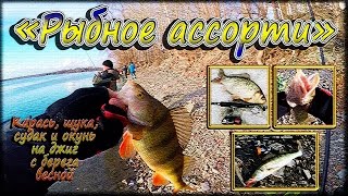 Крупный окунь на спиннинг весной, в прилове карась, щука, судак - "Рыбное ассорти"