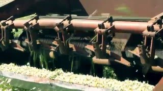 Заготовка ромашки аптечной сорт Подмосковная