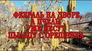 Пчелы несут пыльцу в феврале. Начало развития пчелосемьи.