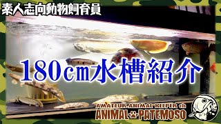 ウチの180㎝水槽を紹介するよ!【アクアリウム】【熱帯魚】