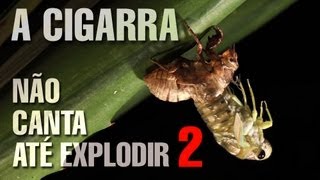 Últimos Refúgios: A cigarra NÃO canta até explodir! (vídeo 2)