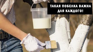 Если у вас на деревьях была тля, плодожорка и грибные болезни, то эта побелка для вас!