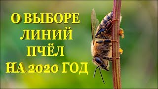? Мой выбор линий Карники и Бакфаста на 2020-й год ?