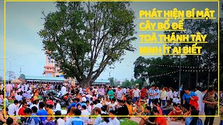 PHÁT HIỆN BÍ MẬT CÂY BỒ ĐỀ Trong Toà Thánh Tây Ninh Ít Ai Biết| Tây Ninh Ngày Nay