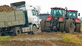 [Погрузка и вывоз свеклы] ROPA Euro Maus 3 | БЕЛАРУС 2522, 3022, 3522 CAT | John Deere 8430 и др.