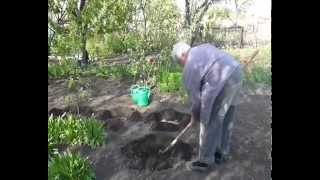 Садим кабачки. Кабачки из семечек.