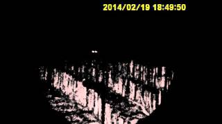 First filmed fox