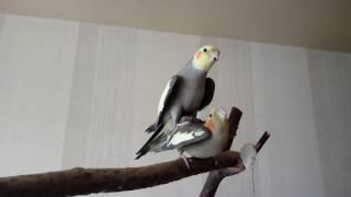 Самец кореллы ПОЕТ НА САМКЕ!