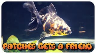 NEW GOLDFISH!! Patches Gets a Friend