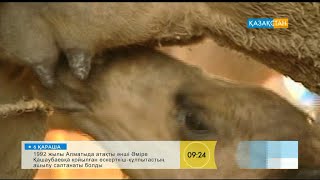 Жануарлар мен аңдардың біз білмейтін ерекшеліктері