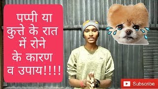 How to deal with puppy crying (Hindi) | Why small puppies cry ???