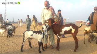 Teddy Goats Aur Bakriyan Bacho Wali Kam Qeemat Mein - Faisalabad Bakra Mandi 2020 Goat Farming