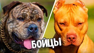 КТО ЛУЧШИЙ БОЕЦ КАДЕБО ИЛИ ПИТБУЛЬ