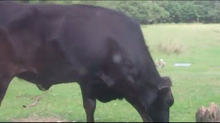 66- حديقة بيرمنغهام الرائعة..!!..Sutton park in Birmingham