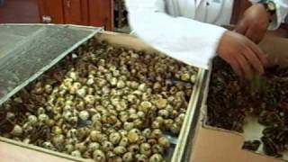 CODORNIZ JUMBO EN ETAPA DE SELECCION rvccapilla@hotmail.com